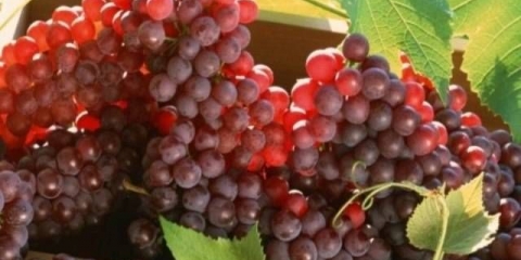 Rezidba grožđa u jesen 1, 2, 3 godine